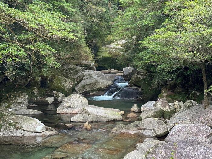 【鹿児島】屋久島の白谷雲水峡に行かれる方へ注意（2024年11月現在）