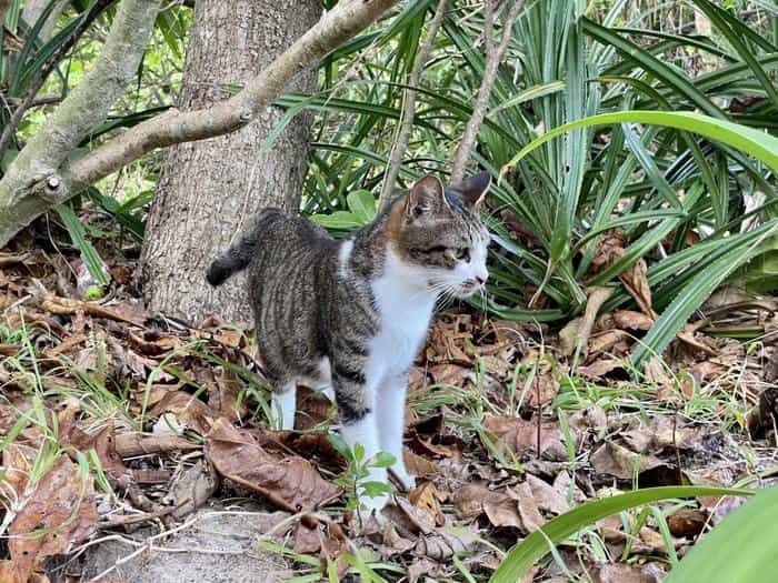 沖縄で出会った島猫たち！スポット別に紹介