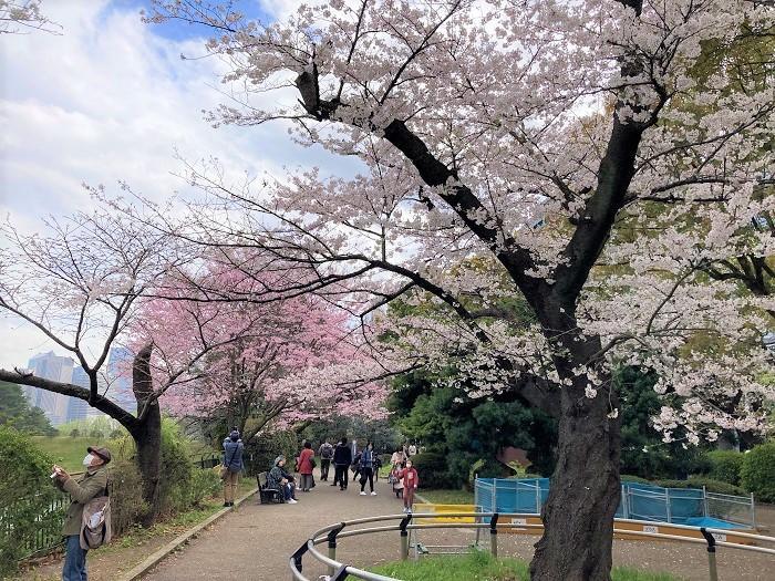 【千代田区】さくらまつりが4年ぶりに開催！千鳥ヶ淵緑道～ボート上から桜を愛でる