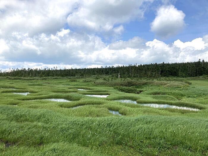 【岩手】広大な湿原に咲く高山植物を気軽に見に行ける！八幡平で涼しい空気に包まれながらトレッキング