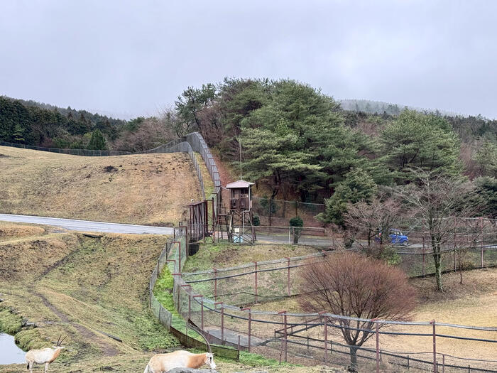 約48年ぶりの訪問！「九州自然動物公園アフリカンサファリ」園内レポート