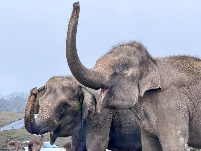 約48年ぶりの訪問！「九州自然動物公園アフリカンサファリ」園内レポート