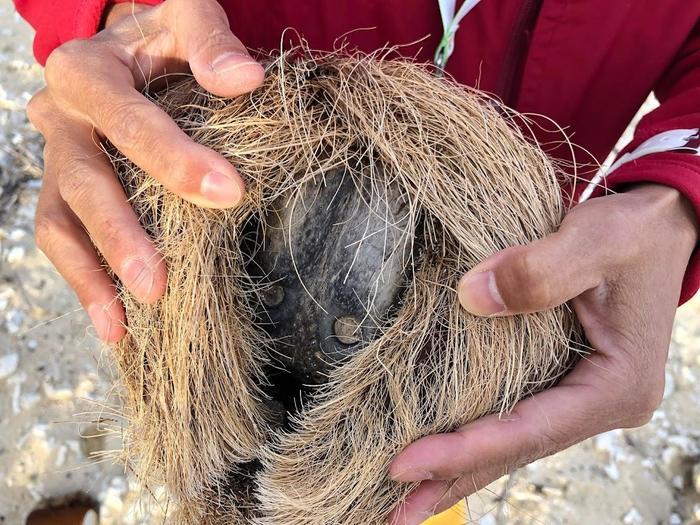 浜歩きのすすめ　徳之島の喜念浜ビーチで漂着物を見つけよう♪