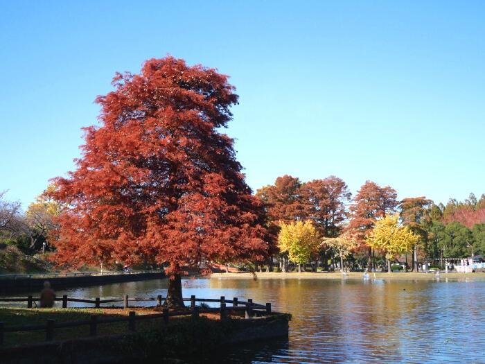 【東京】毎月楽しめる！都内最大の水郷公園「水元公園」の12か月