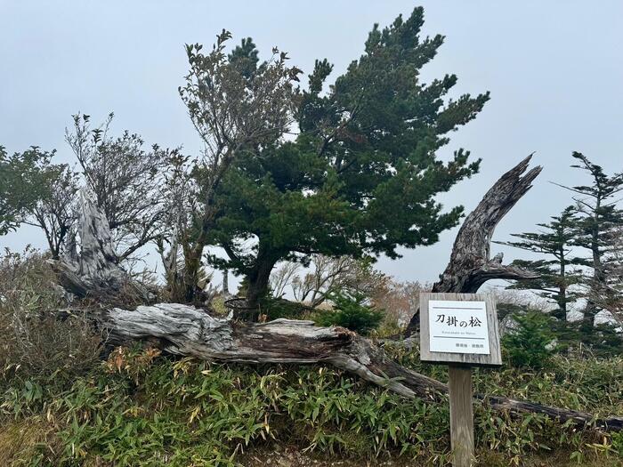 【日本百名山】23座目は天空の絶景ロードを見たくて剣山へ（徳島県）