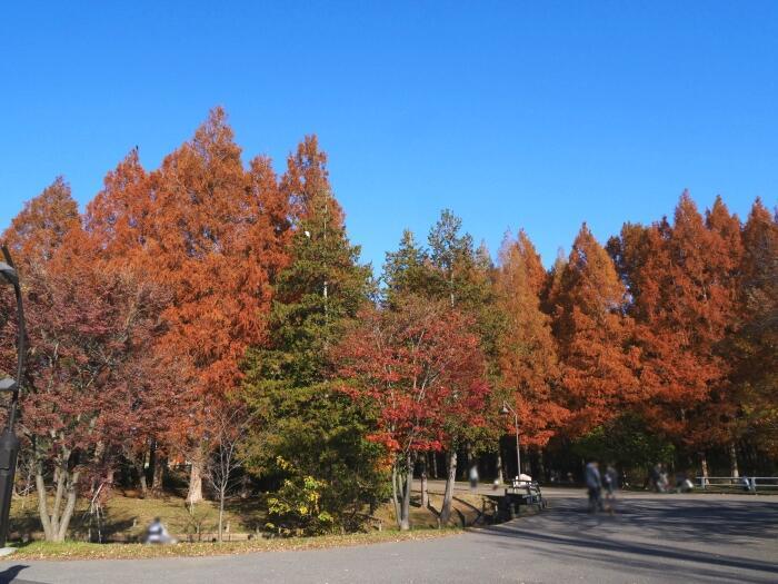 【東京】毎月楽しめる！都内最大の水郷公園「水元公園」の12か月