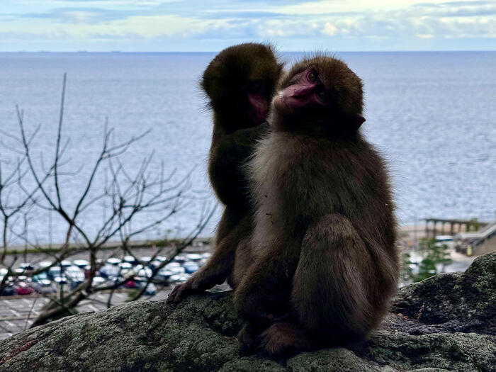 【大分】おサルさんの聖地でこんにちは！高崎山自然動物園