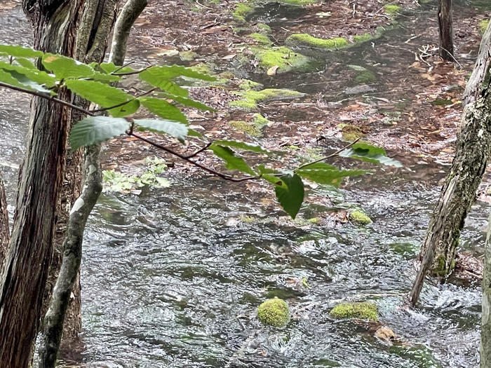 【秋田】森の巨人「あがりこ大王」を見に行こう！獅子ヶ鼻湿原の歩き方