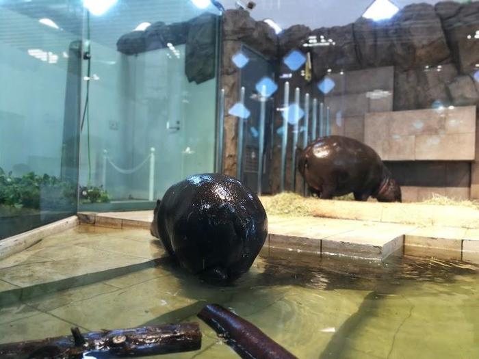 【大阪府／吹田市】水族館や動物園が融合した観光スポット・ニフレルを徹底解説！