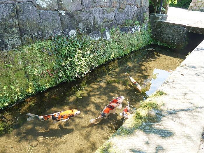 【宮崎】九州の小京都、飫肥（おび）の江戸情緒あふれる街並みを歩く