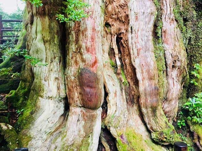 やっぱりすごい！神秘の世界遺産「屋久島」探訪の旅♪観光・ホテル・グルメをご紹介！