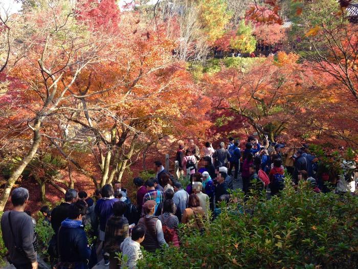 京都　東福寺の紅葉は、やはり圧倒的に美しかった。