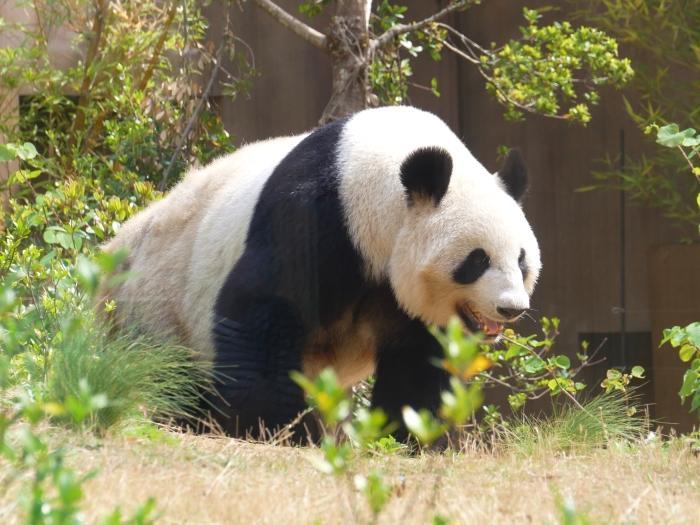 【東京】双子の赤ちゃんパンダ公開！上野動物園でシャオシャオとレイレイに会ってきました