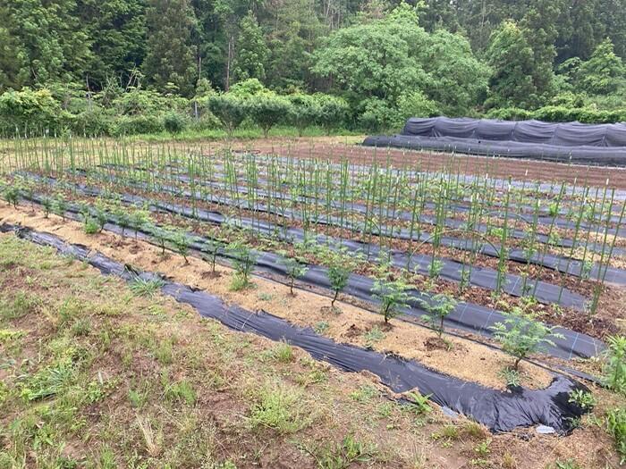 【兵庫県・養父市】400年の歴史を持つ 朝倉山椒 のすごさを知った