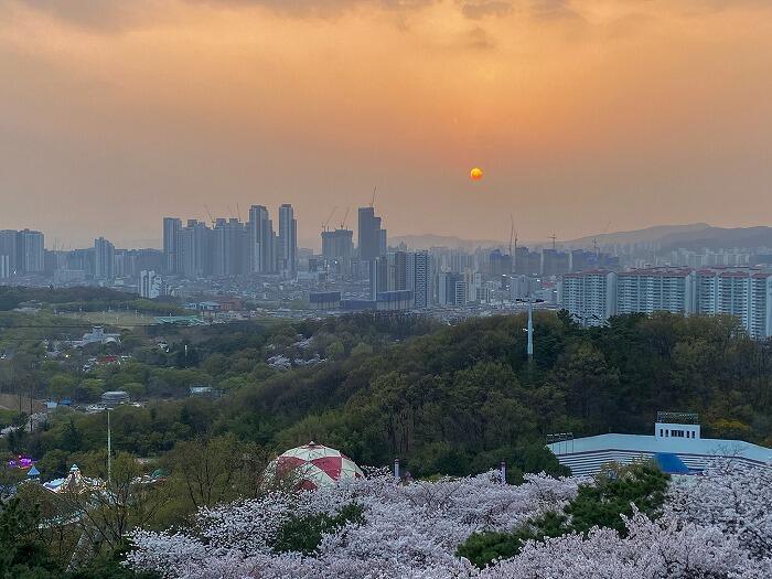 【韓国•大邱】お花見シーズンの大邱(テグ)で桜の名所に行ってきました