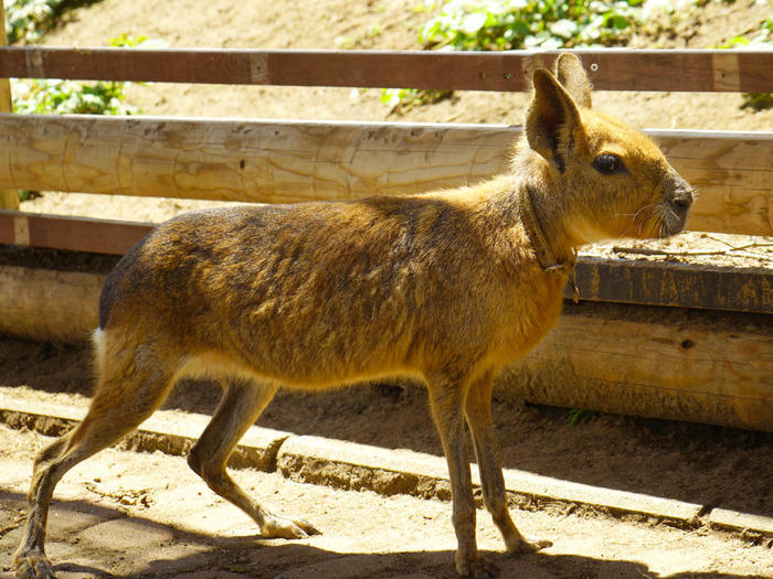 【千葉】マザー牧場で自然や動物とふれあう！～マザーファームツアーDXの全貌公開も～