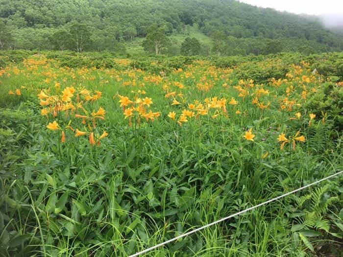 この絶景はどこ？ニュージーランド？北欧？いえいえ群馬県の「野反湖」です。