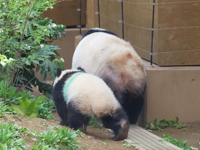 【東京】双子の赤ちゃんパンダ公開！上野動物園でシャオシャオとレイレイに会ってきました