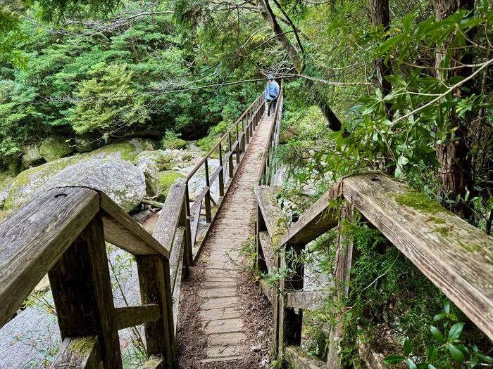 【鹿児島】ヤクスギランドは誰でも気軽に行ける自然植物園