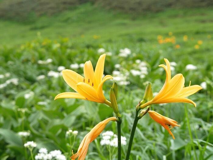 【岩手】広大な湿原に咲く高山植物を気軽に見に行ける！八幡平で涼しい空気に包まれながらトレッキング