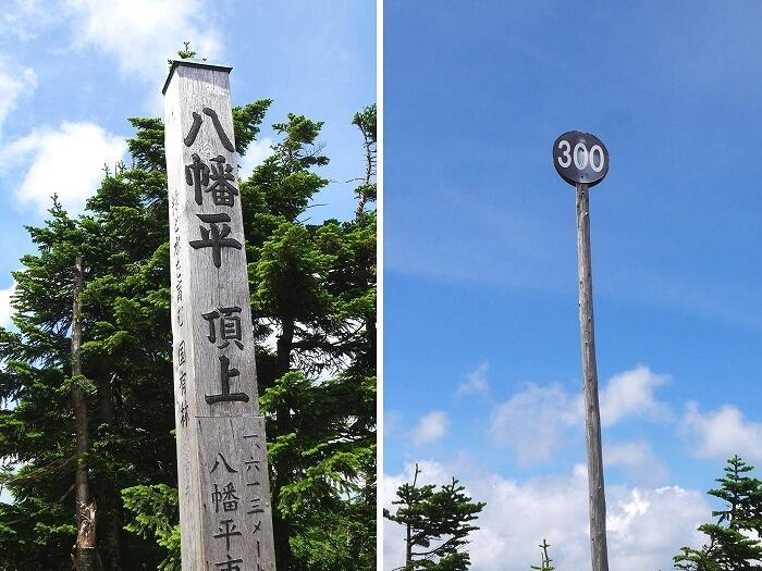 【岩手】広大な湿原に咲く高山植物を気軽に見に行ける！八幡平で涼しい空気に包まれながらトレッキング