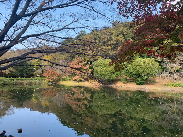 【千葉県市川市】東京のお隣、市川市で気軽に紅葉が楽しめる名所3選