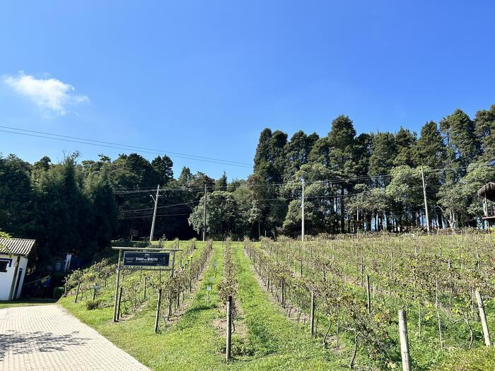 【ブラジル】サンパウロ近郊の町で週末の「何もしない」贅沢プチ旅行へ