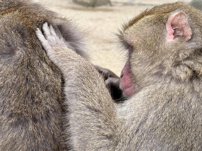 【大分】おサルさんの聖地でこんにちは！高崎山自然動物園