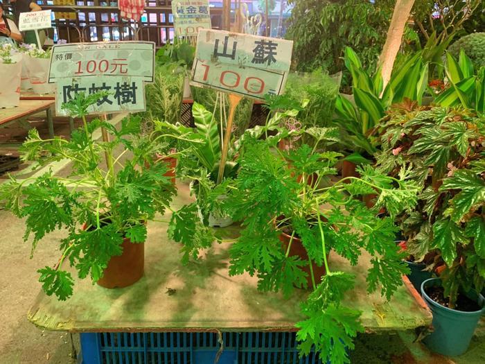 建國假日花市の様子と、台北の街にある緑溢れるスポットをご紹介！