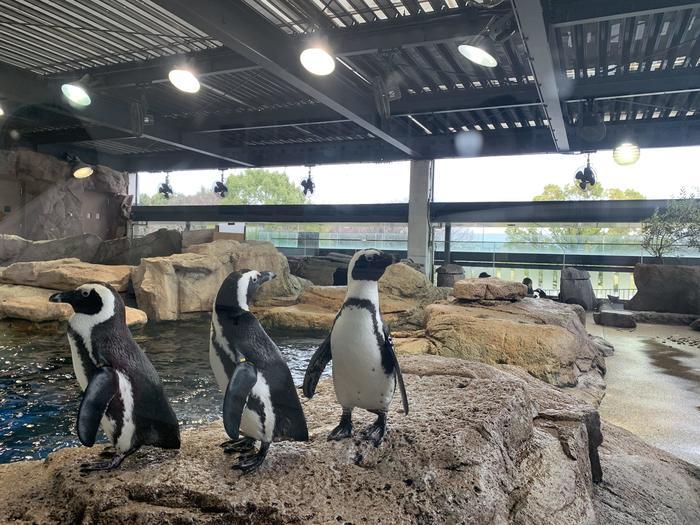 京都のど真ん中で「密」回避！？芝生に電車に水族館でゆっくりと休日を過ごそう！