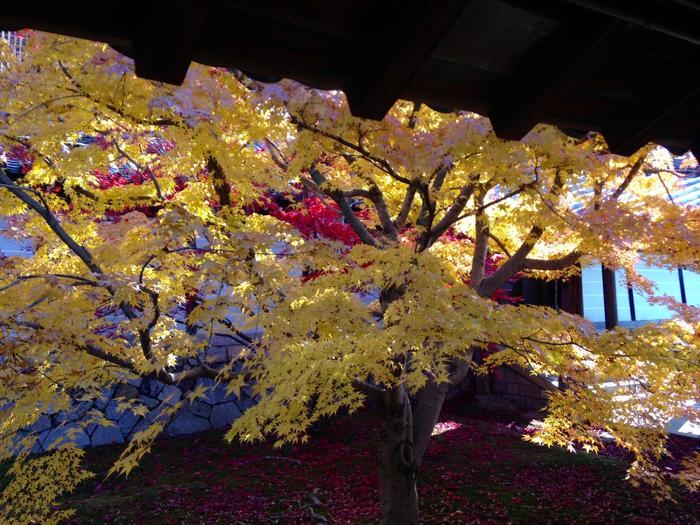 京都　東福寺の紅葉は、やはり圧倒的に美しかった。