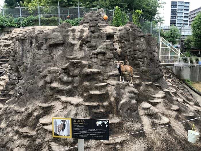 暑い夏はホッキョクグマの親子に癒されよう！「天王寺動物園」で動物たちと触れ合おう！！