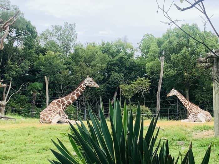 暑い夏はホッキョクグマの親子に癒されよう！「天王寺動物園」で動物たちと触れ合おう！！