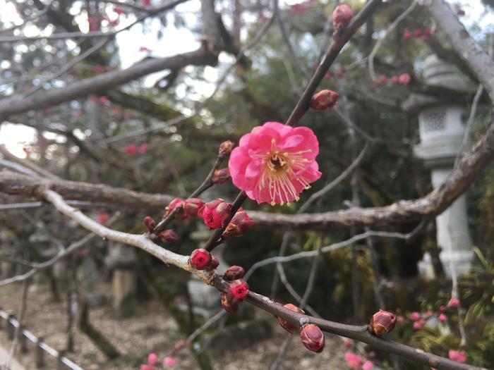 【京都】北野天満宮の見どころガイド～七不思議や周辺スポット紹介も～