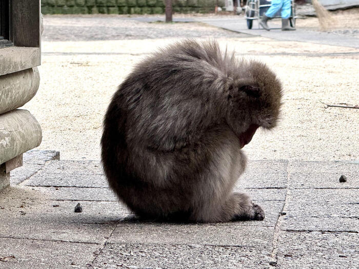 【大分】おサルさんの聖地でこんにちは！高崎山自然動物園