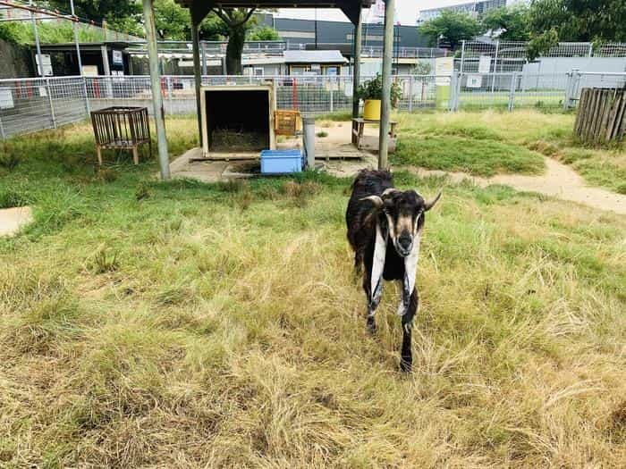 暑い夏はホッキョクグマの親子に癒されよう！「天王寺動物園」で動物たちと触れ合おう！！