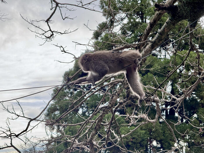 【大分】おサルさんの聖地でこんにちは！高崎山自然動物園