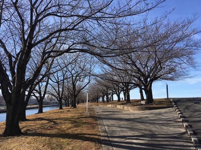 【おすすめ】首都圏から近いお散歩コース＜荒川河川敷編＞