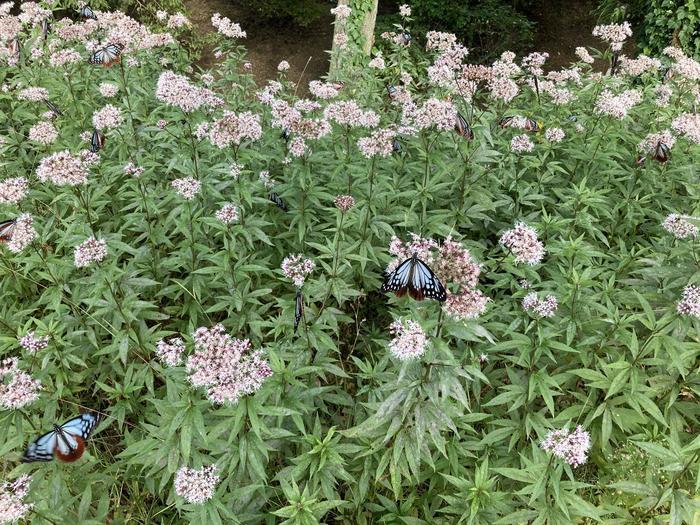 【大分・くじゅう花公園】「ここでのおすすめの過ごし方はただボーッとすることですよ」