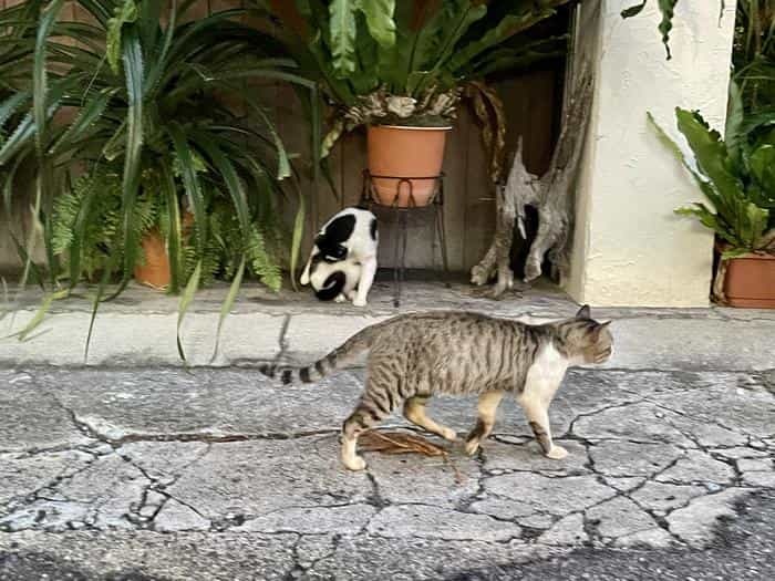 沖縄で出会った島猫たち！スポット別に紹介