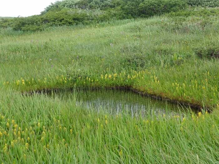 【山形】月山八合目・弥陀ヶ原湿原の歩き方