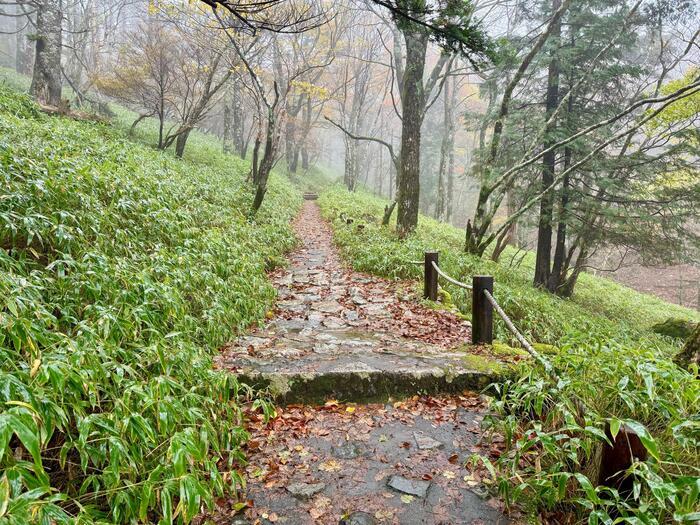 【日本百名山】24座目は大台ヶ原山を周回するはずが...（奈良県・三重県）