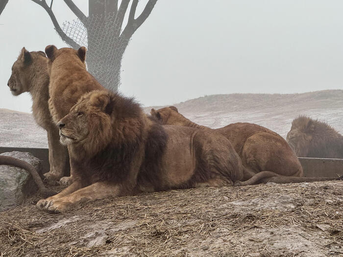 約48年ぶりの訪問！「九州自然動物公園アフリカンサファリ」園内レポート