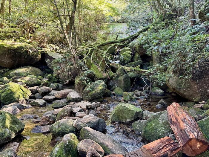 【鹿児島】屋久島の白谷雲水峡に行かれる方へ注意（2024年11月現在）