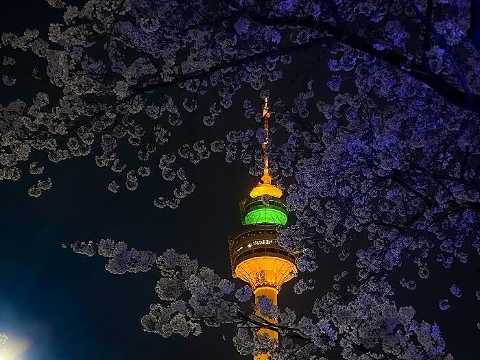 【韓国•大邱】お花見シーズンの大邱(テグ)で桜の名所に行ってきました