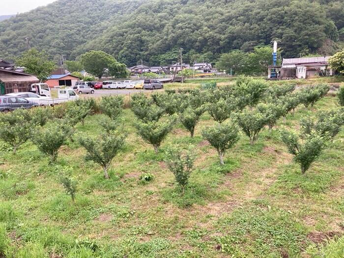 【兵庫県・養父市】400年の歴史を持つ 朝倉山椒 のすごさを知った