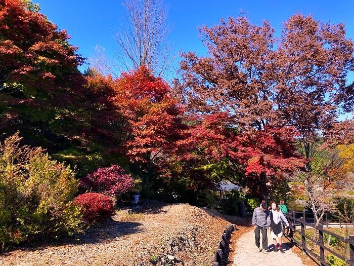 【群馬・藤岡】紅葉と桜を一度に楽しめる桜山公園とみかん狩りと藍染体験