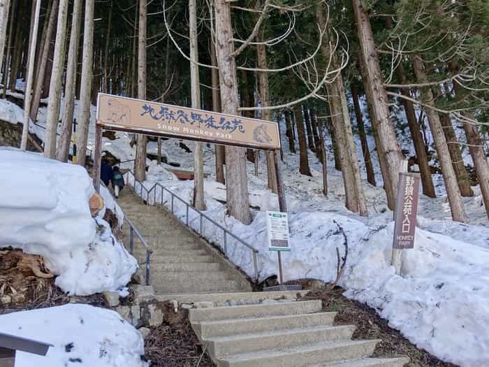 【長野】世界でここだけ！ニホンザルが温泉に入る地獄谷野猿公苑