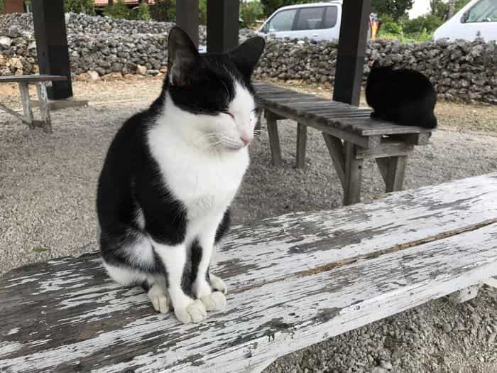 沖縄で出会った島猫たち！スポット別に紹介