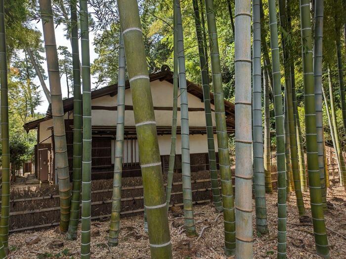 【神奈川・横浜】日本建築の魅力を集めた三渓園とおすすめランチ